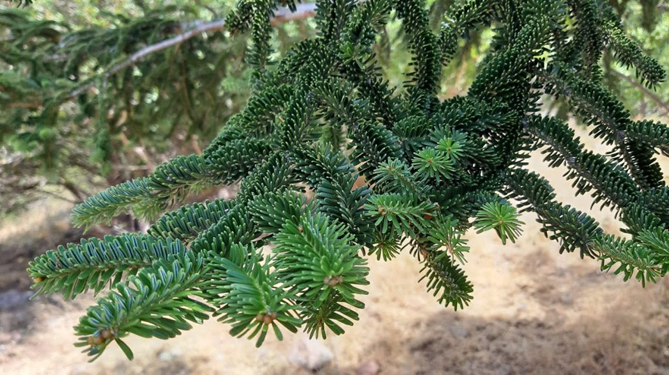 WWF: Trekking sul Parco delle Madonie alla scoperta degli Abies Nebrodendis