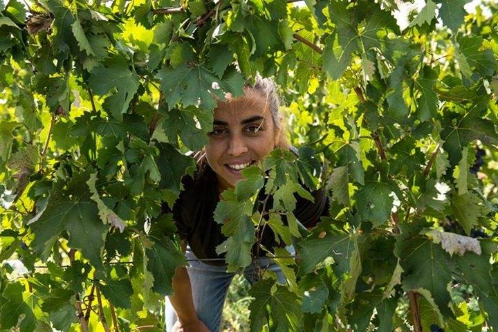 Arianna Occhipinti denuncia la situazione di far west delle campagne iblee