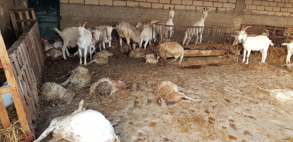 A Ispica morte a causa del nubifragio oltre 60 capre, pecore e agnelli