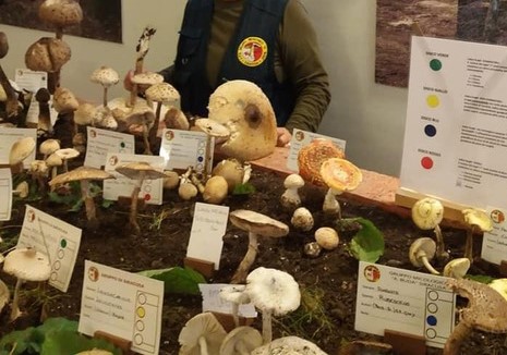 A Buccheri i funghi in mostra con l’oro degli Iblei