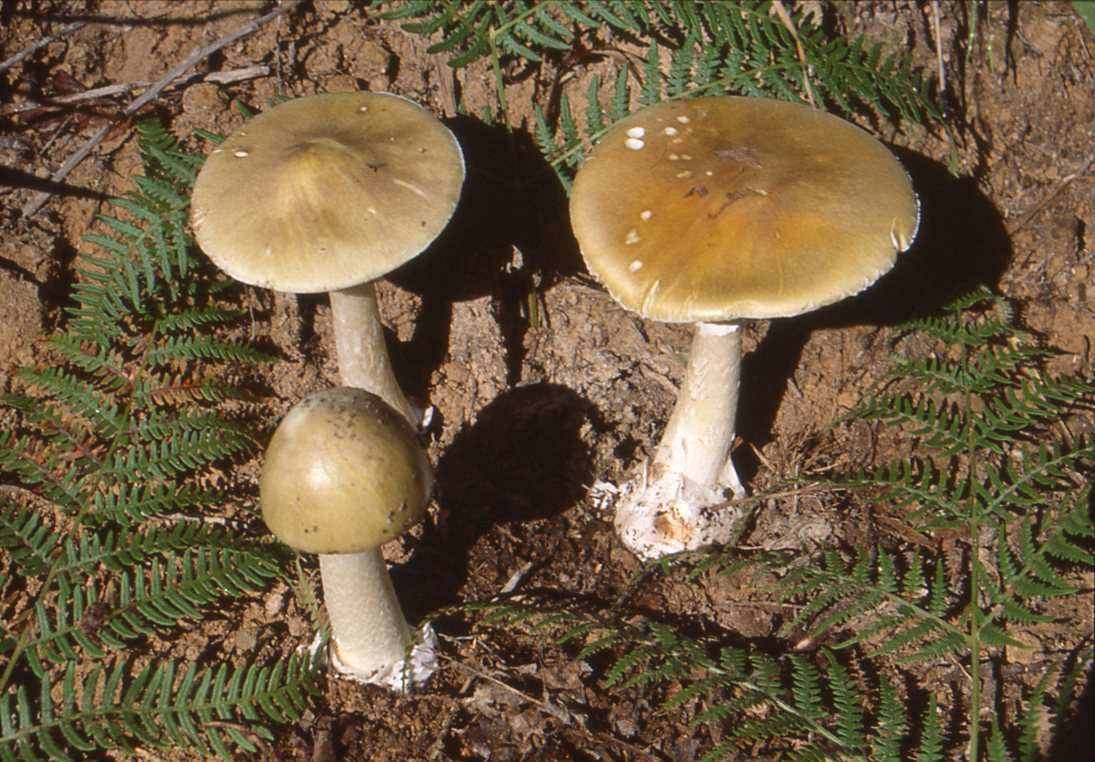Terni: famiglia avvelenata da un risotto coi funghi