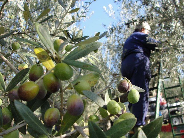 Mascali: cade mentre raccoglie olive, sbatte la testa e muore