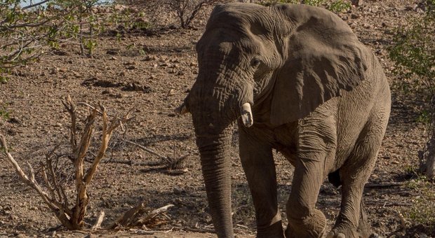 Namibia: elefante uccide un turista
