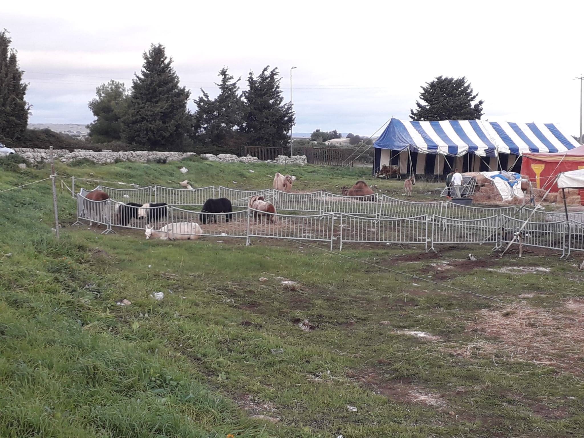 Circo degli animali a Ragusa, D’Asta: “Dall’amministrazione una risposta debole”