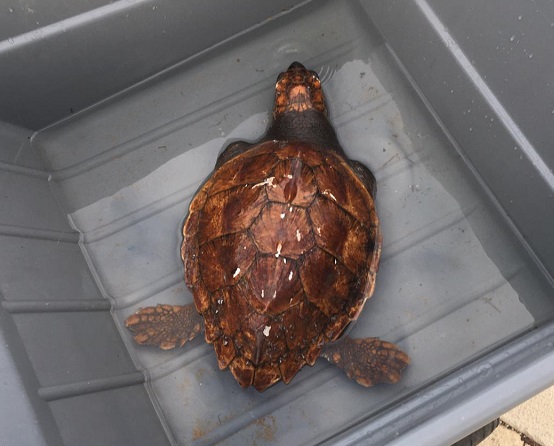 Una tartaruga marina priva di pinne anteriori recuperata a Marina da un turista francese