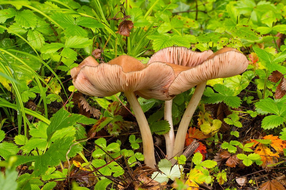 Allarme funghi alieni: specie invasive minacciano ecosistemi e biodiversità anche in Italia