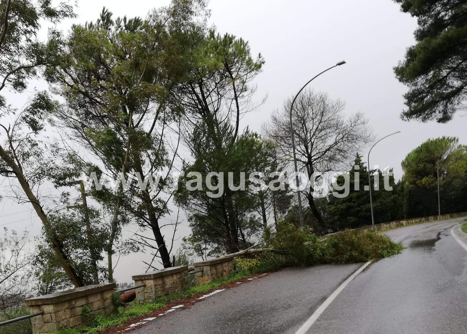 Il maltempo sradica alberi a Chiaramonte