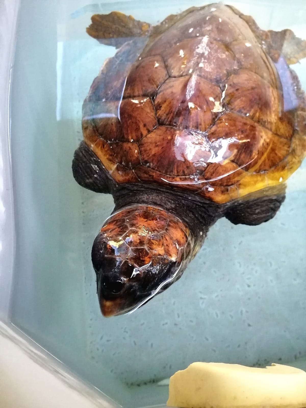 Punta Secca: il mare protagonista tra pescato e tartarughe salvate