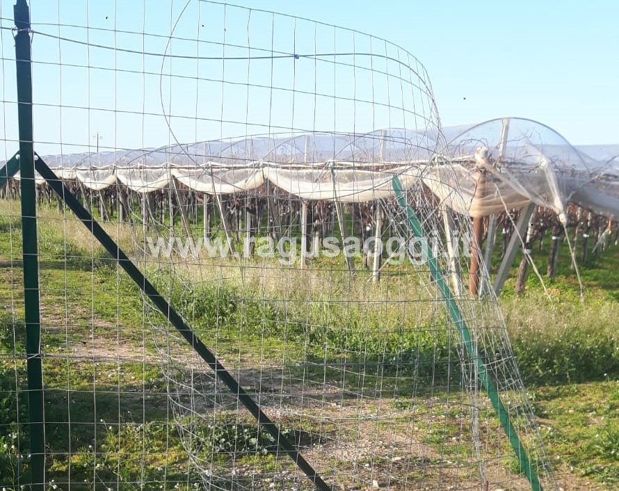 Tagliano recinzioni, rubano fili, lasciando le aziende prive di energie elettrica: succede nelle campagne a Chiaramonte