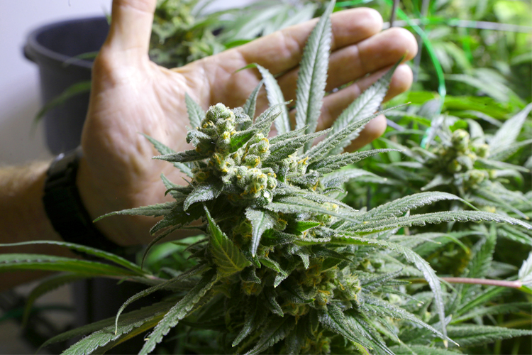 Cassazione sezioni unite: non è reato la coltivazione domestica di minime quantità di cannabis