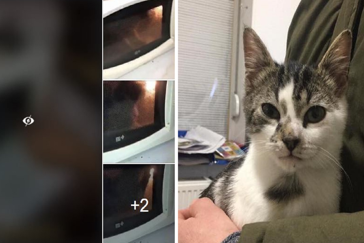 Francia: gatto messo nel microonde dai suoi padroni che postano il video su Snapchat. Due adolescenti denunciati rischiano il carcere