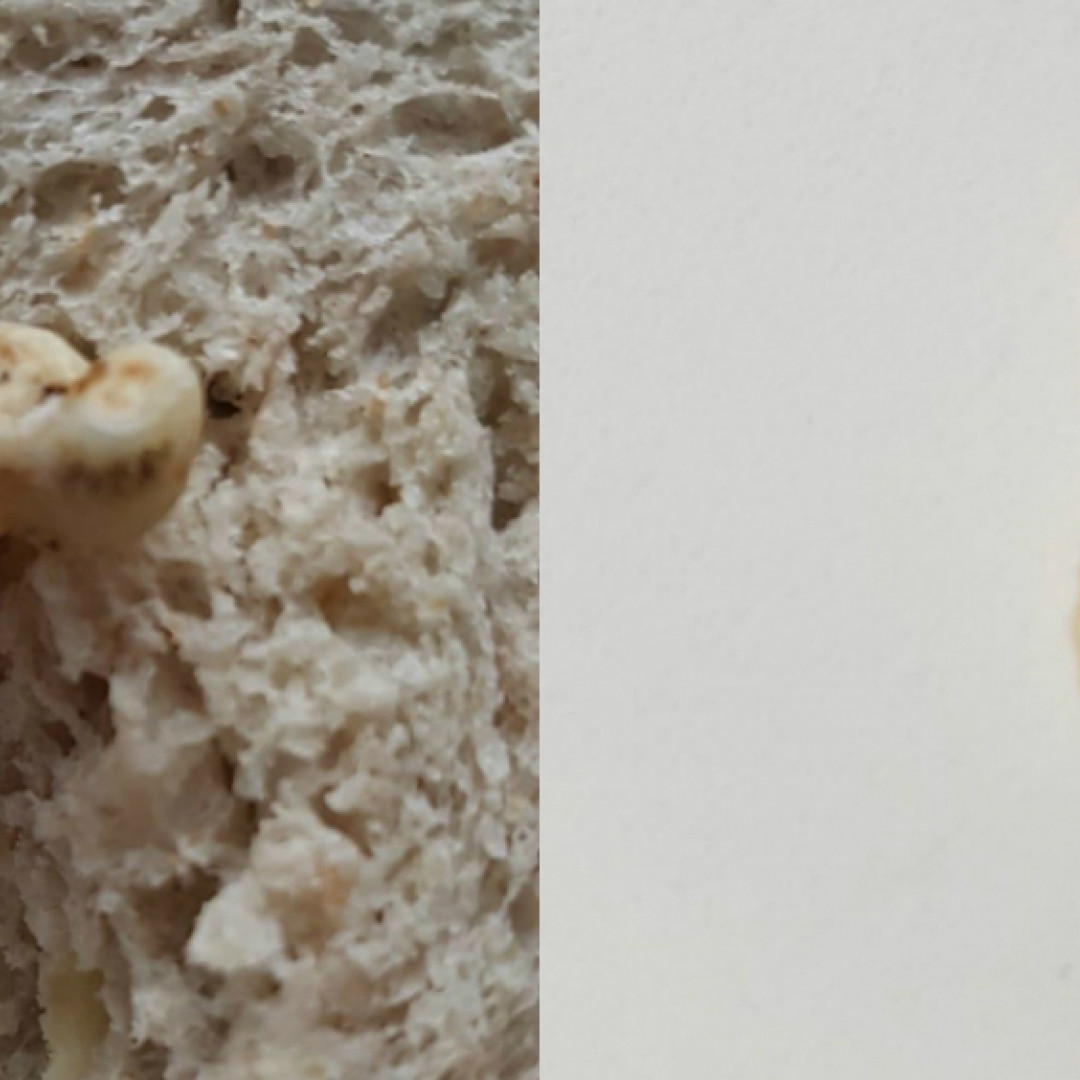 Basilea, trova un dente umano dentro il panino alle noci