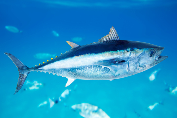 Pesca illegale di tonno rosso: sequestrati 90 kg, multa da capogiro a due pescatori, uno fugge in barca
