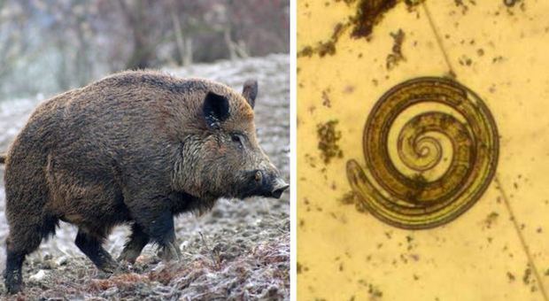 Cinghiali infetti: dopo 30 anni rispunta in alcune aree italiane la malattia trasmissibile anche all’uomo