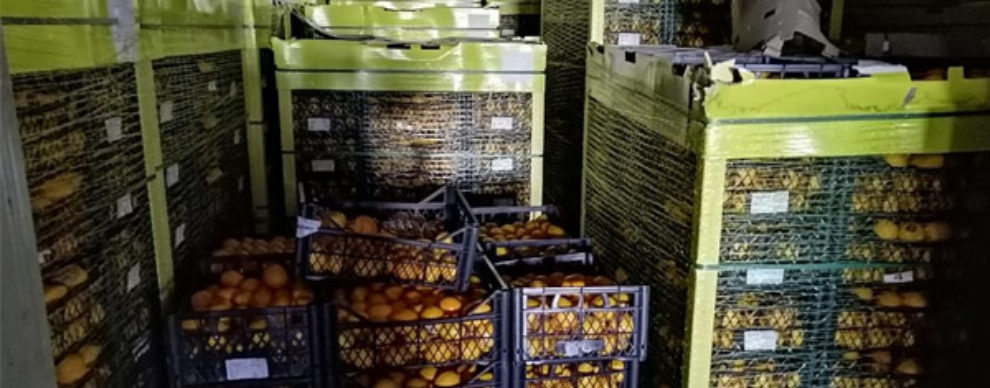 Siracusa: sequestrati 20 mila kg di limoni turchi