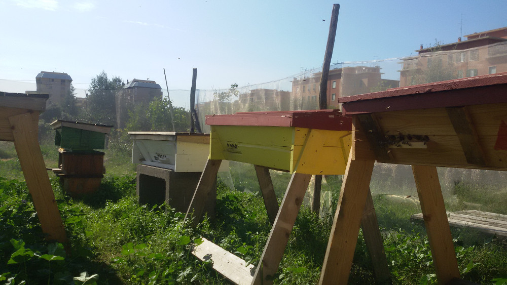 A Ragusa parte un corso di “Apicultura Urbana”