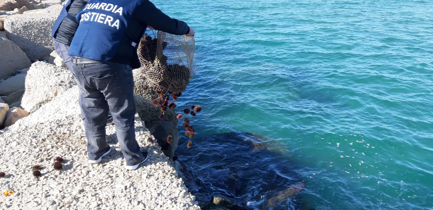 Pozzallo: la capitaneria di porto sequestra 1200 ricci pescati illegalmente