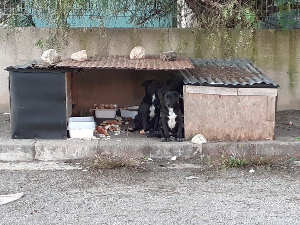 Randagismo a Ragusa, Chiavola: “Fenomeno gestito in maniera approssimativa”
