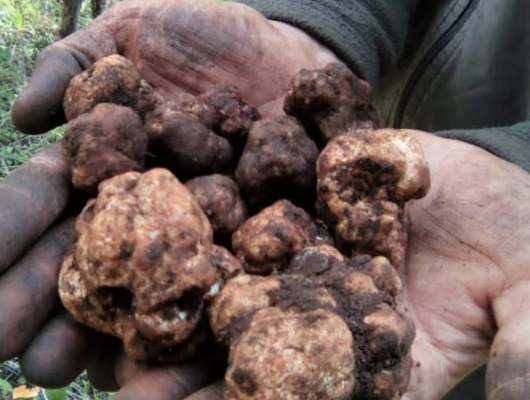 Il Tartufo Siciliano. Un disegno di legge di Nello Dipasquale lo valorizza. Convegno a Ragusa l’1 e 2 febbraio. Ecco il programma in dettaglio