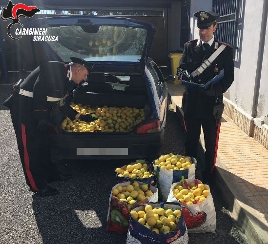 A Solarino, c’è chi ruba 500 Kg di agrumi