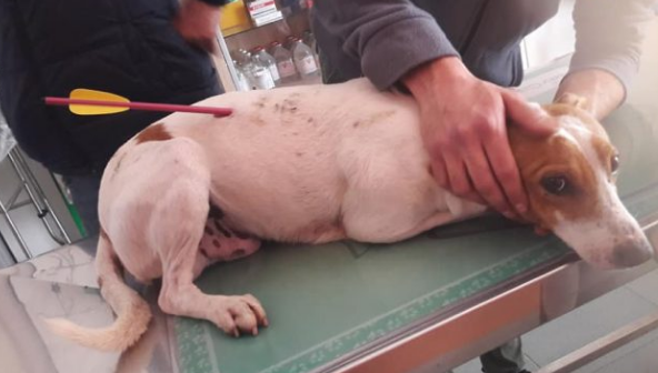 Scicli: cane trafitto da una freccia di una balestra da caccia