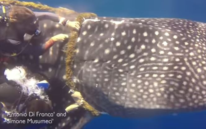 Maldive: angeli-sub italiani salvano uno squalo balena impigliato nella rete dei pescatori. VIDEO