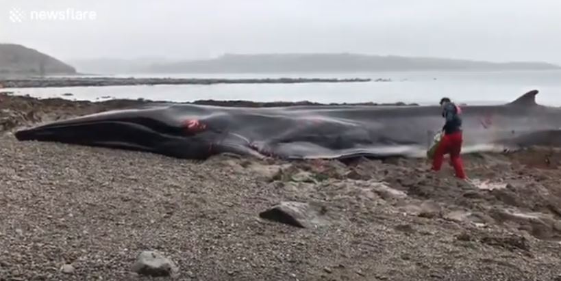 Le strazianti immagini dello spiaggiamento di una balena in Cornovaglia. VIDEO
