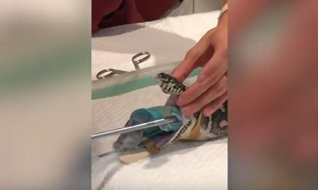 Australia: ingoia un telo di mare, operato il pitone. VIDEO