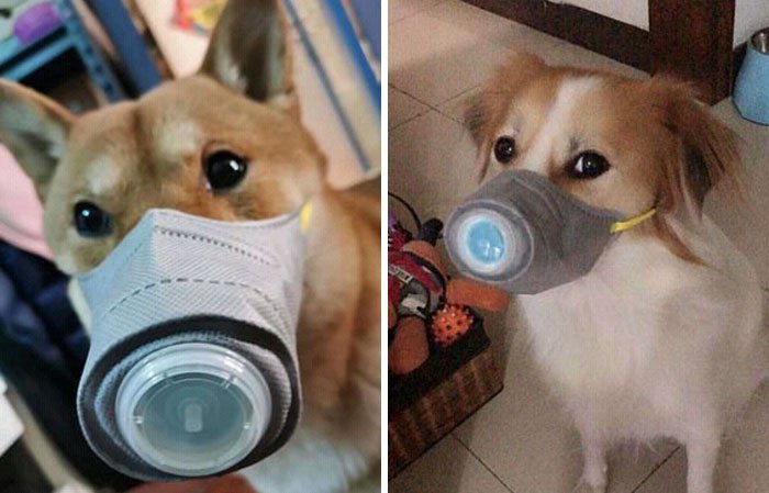 Psicosi da coronavirus, in Cina maschere anche per gli animali