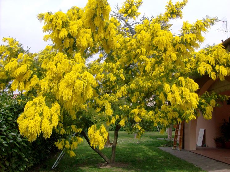 Clima pazzo: in Europa la tempesta Ciara, neve a Baghdad, fioriscono mimose in Italia