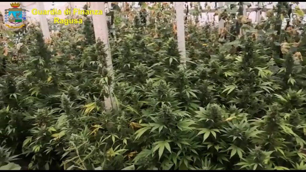 Sequestrata nel ragusano una piantagione di marijuana: 4 serre e 7 mila piante, un arresto