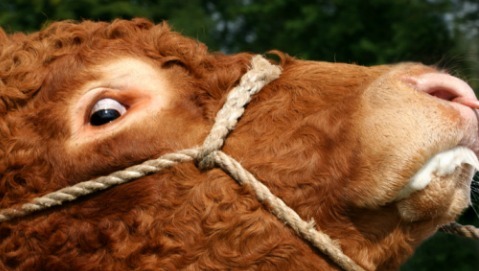 Mucca pazza, primo caso in Svizzera dal 2012. Lo ha comunicato l’Organizzazione mondiale della sanità animale