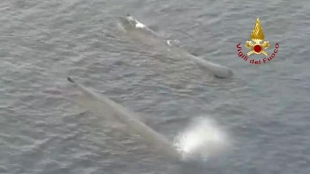 Coppia di balene attraversa lo Stretto di Messina. VIDEO