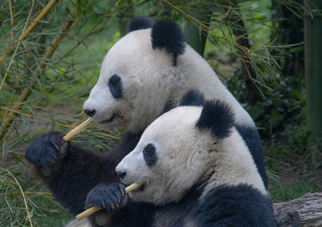 Niente guardoni…e si fa l’amore! Zoo chiuso per Covid, dopo 10 anni i panda si accoppiano