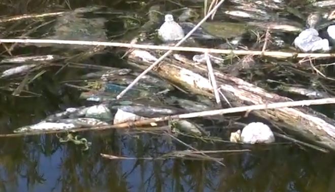 Inspiegabile morìa di pesci in c.da Arizza, Scicli. VIDEO