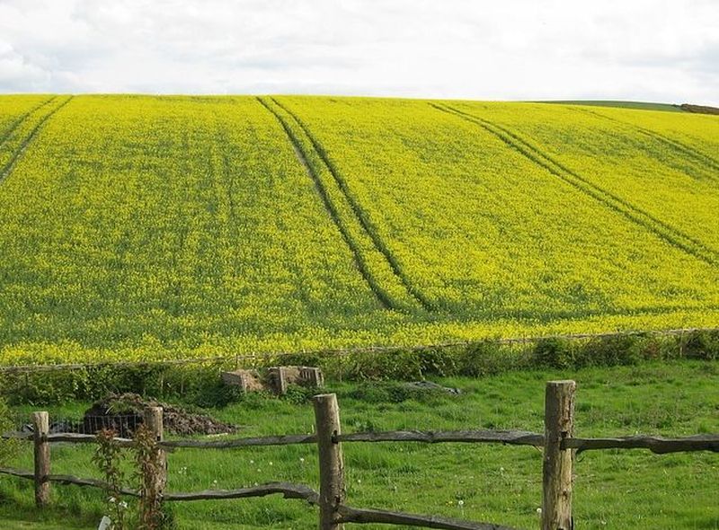 Un marchio d’area per l’agricoltura iblea. Da Scicli l’idea del rilancio dell’oro verde