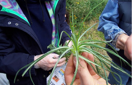 Quelli che…raccoglievano verdure selvatiche. Sanzionati a Siracusa