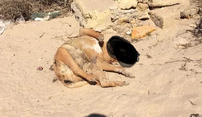 Punta Braccetto: cane torturato e ucciso davanti alla casa di un’animalista che se ne prendeva cura