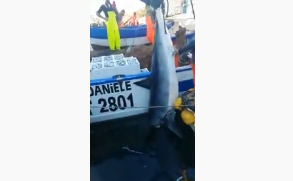 Un grande predatore nel Mediterraneo. Catturato uno squalo Mako al largo di Catania. VIDEO