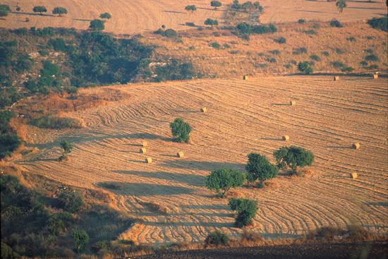 Nel territorio di Ragusa possono costruire in zona agricola soltanto gli agricoltori. Basta villette. La sentenza del CGA