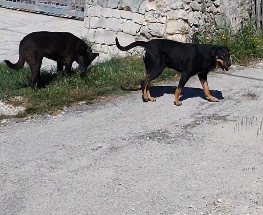 Pozzallo: avevano il microchip ma non avevano denunciato la scomparsa. Sanzionata la proprietaria