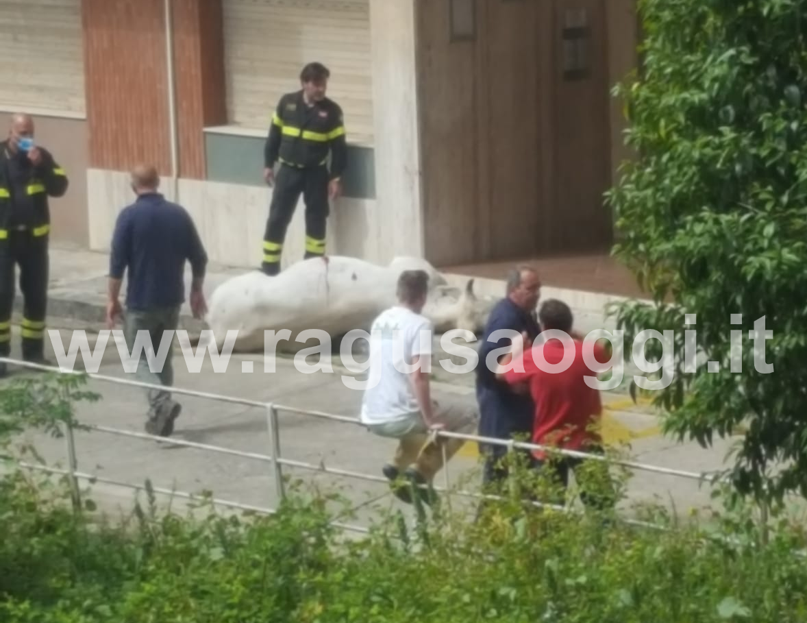 Una mucca vagante nella zona di via Marsala