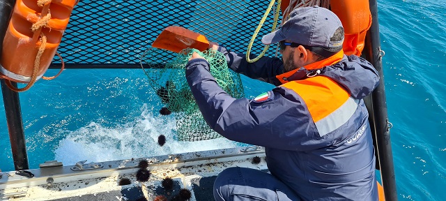 Santa Croce: quelli che pescano i ricci di mare con il fermo biologico