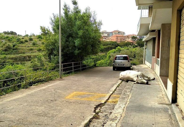 Mucca abbattuta, interviene sindaco Cassì: “Accerteremo perché è stata sparata”