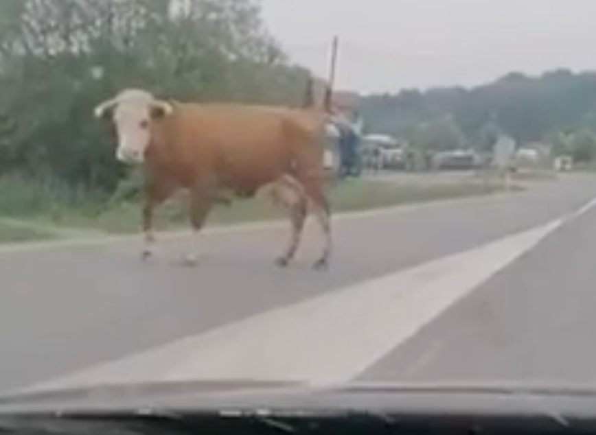 Un’altra mucca cerca la libertà. Fuga dal furgone. VIDEO virale dalla Bosnia