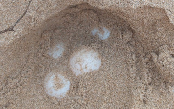 Le Caretta Caretta hanno iniziato a nidificare sulle spiagge del ragusano. Ad accorgerse, un fotografo russo