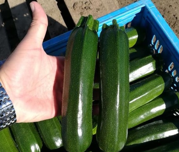E se la zucchina verde di Comiso diventasse IGP?