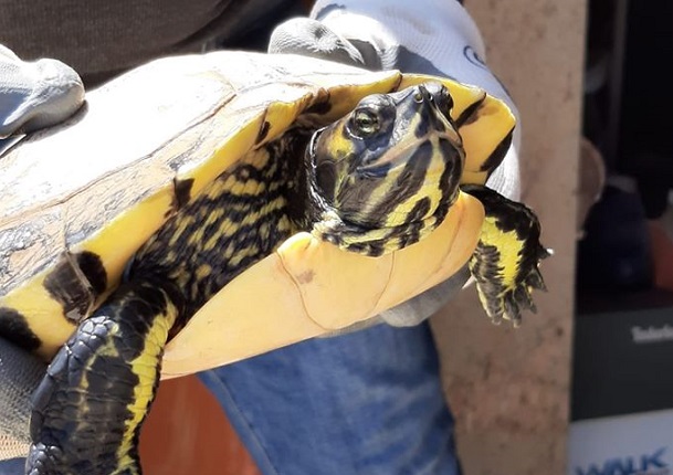 Tartaruga di almeno 20 anni abbandonata nelle campagne di Comiso. Salvata