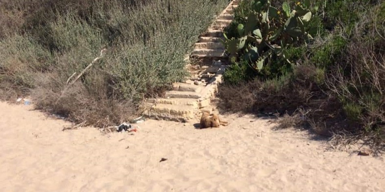 Cane seviziato a Punta Braccetto, i consiglieri del PD di Ragusa: “Si indaghi sulla pesca illegale nella zona di Randello”