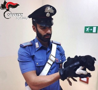 Augusta: legata ad una catena e abbandonata, cagnolina salvata dai carabinieri, il proprietario denunciato